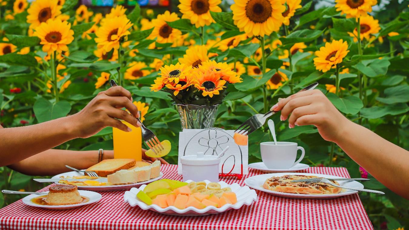 Desayuno Picnic Jardin de Girasoles Suut K'iin Lool